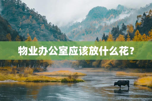 物业办公室应该放什么花？