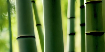 合川竹园需要专业物业管理吗？