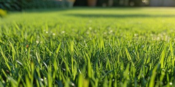 物业用什么除草剂效果好？
